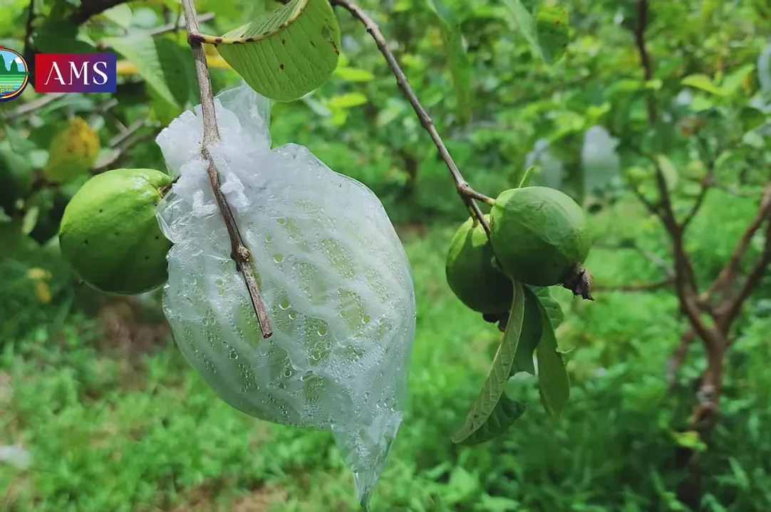 កសិករម្នាក់ដាំត្របែក ៣៥០ ដើម ប្រើជីសរីរាង្គធម្មជាត
