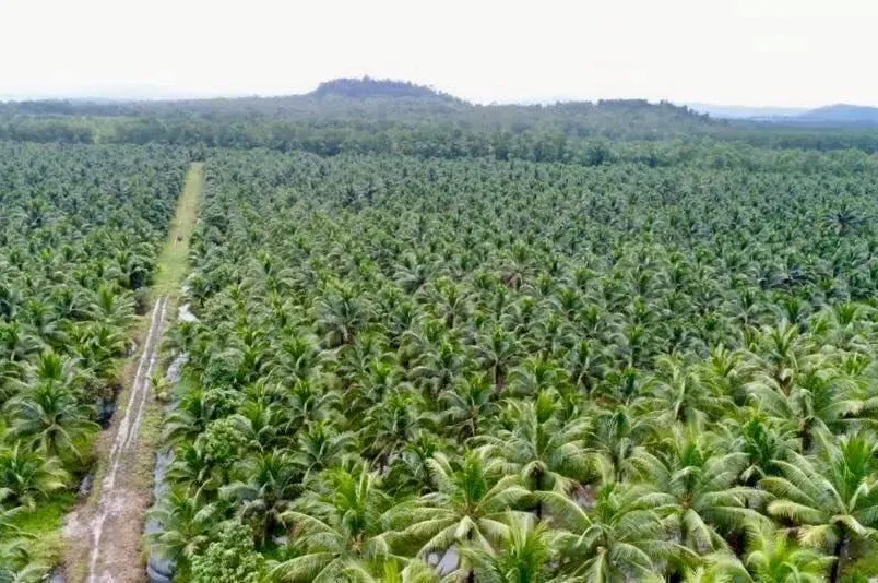 ក្រុមហ៊ុន​ចម្ការដូងប្រេង​របស់​អ្នកឧកញ៉ា ម៉ុង ឬទ្ធី
