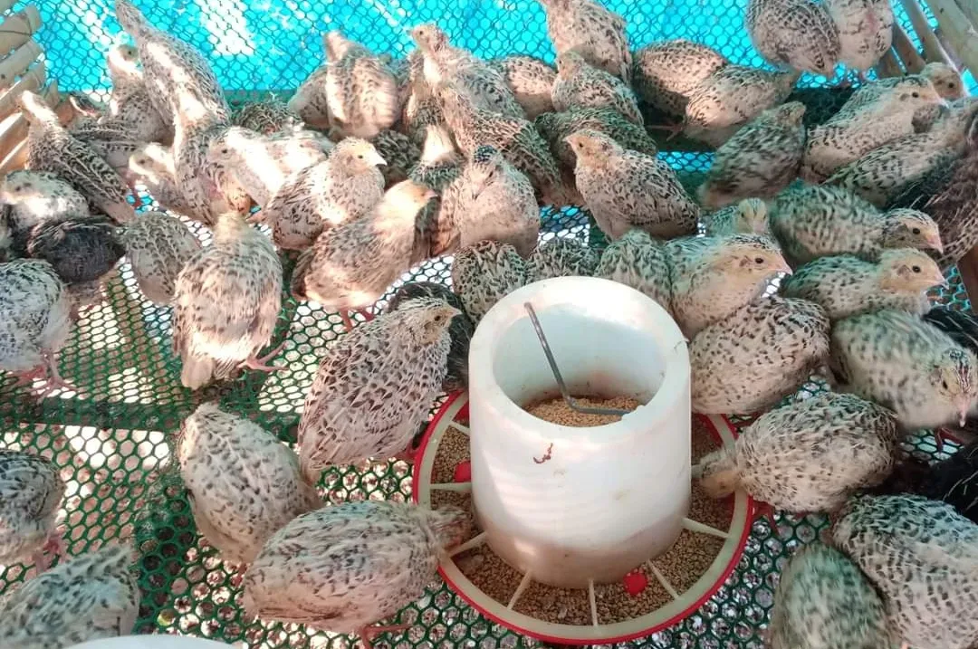 មុខរបរចិញ្ចឹមគ្រួច ឆាប់បានទទួលផល ហើយរកចំណូល​បានខ្ទ