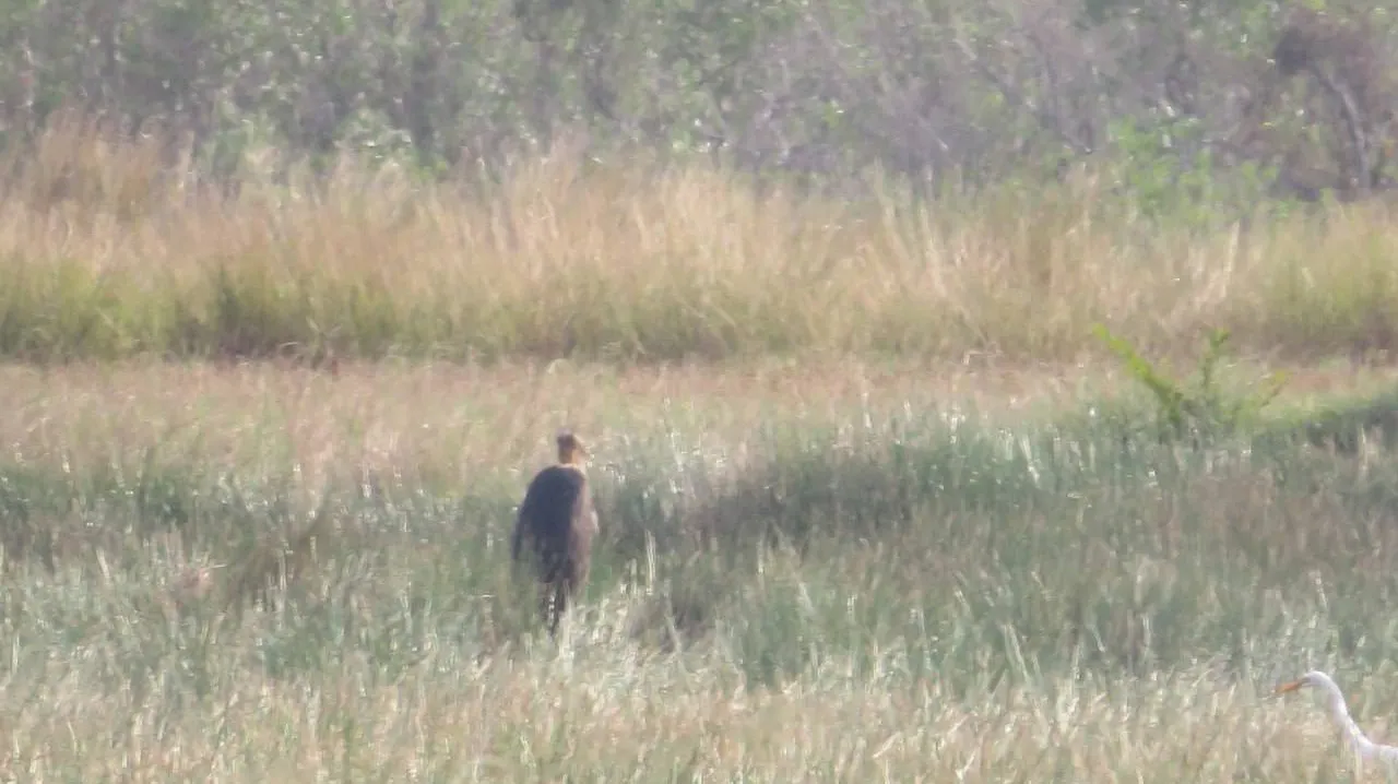 សត្វត្រដក់តូចដែ...