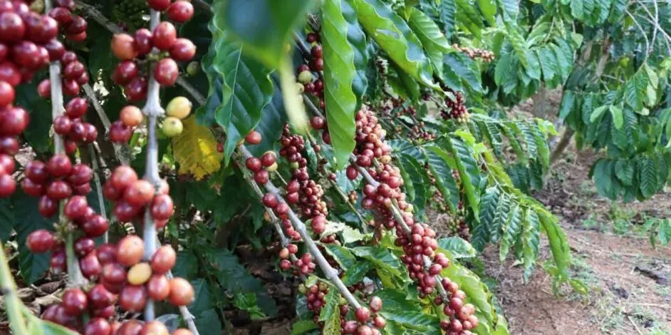 មណ្ឌលគិរី ធ្វើពិពិធកម្មលើដំណាំកាហ្វេ រហូតមានការទទួលស្គាល់គុណភាពពីស្ថាប័នពិភពលោក - AMS Article Thumbnail