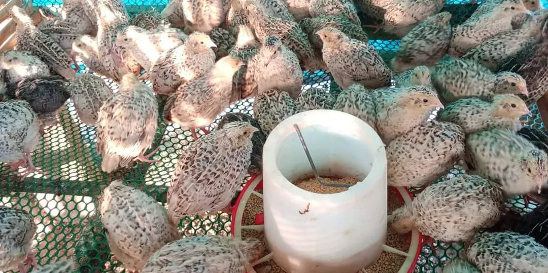 មុខរបរចិញ្ចឹមគ្រួច ឆាប់បានទទួលផល ហើយរកចំណូល​បានខ្ទង់ពាន់ដុល្លារក្នុងមួយខែៗ - AMS Article Thumbnail