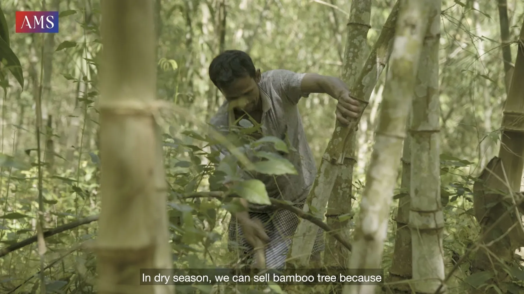 Phumi Knhom Ep07: អត្ថប្រយោជន៍ឫស្សី