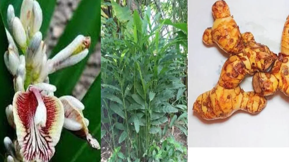 រំដេង (siamese ginger)