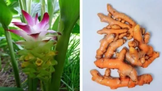 រមៀត (Turmeric)