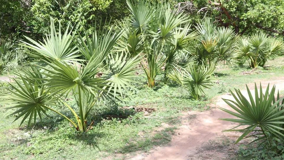 គិតមកដល់ពេលនេះ អាជ្ញាធរជាតិអប្សរា ដាំដើមត្នោត នៅឧទ្យានអង្គរបាន​ចំនួន​ប្រមាណ ៥,០០០ដើម