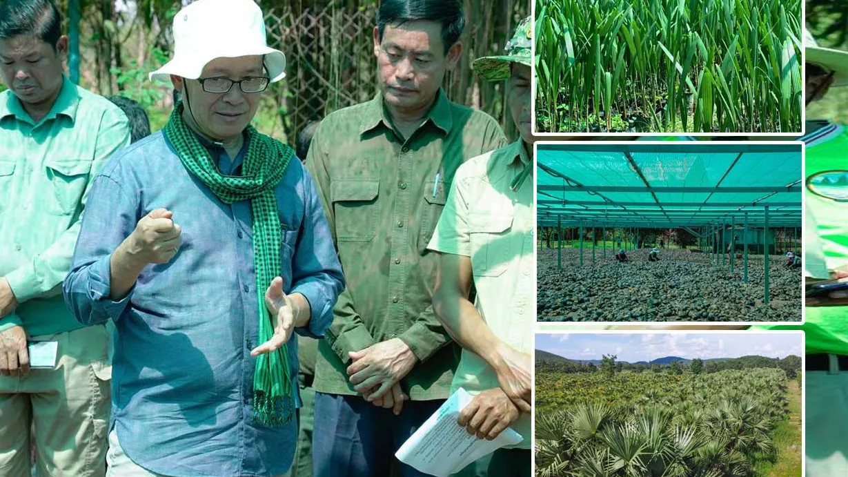 យុវជនកម្ពុជា កំពុងរួមគ្នាដាំកូនត្នោតជាបន្តបន្ទាប់នៅតាមខ្សែក្រវ៉ាត់ព្រំដែន កម្ពុជា-វៀតណាម