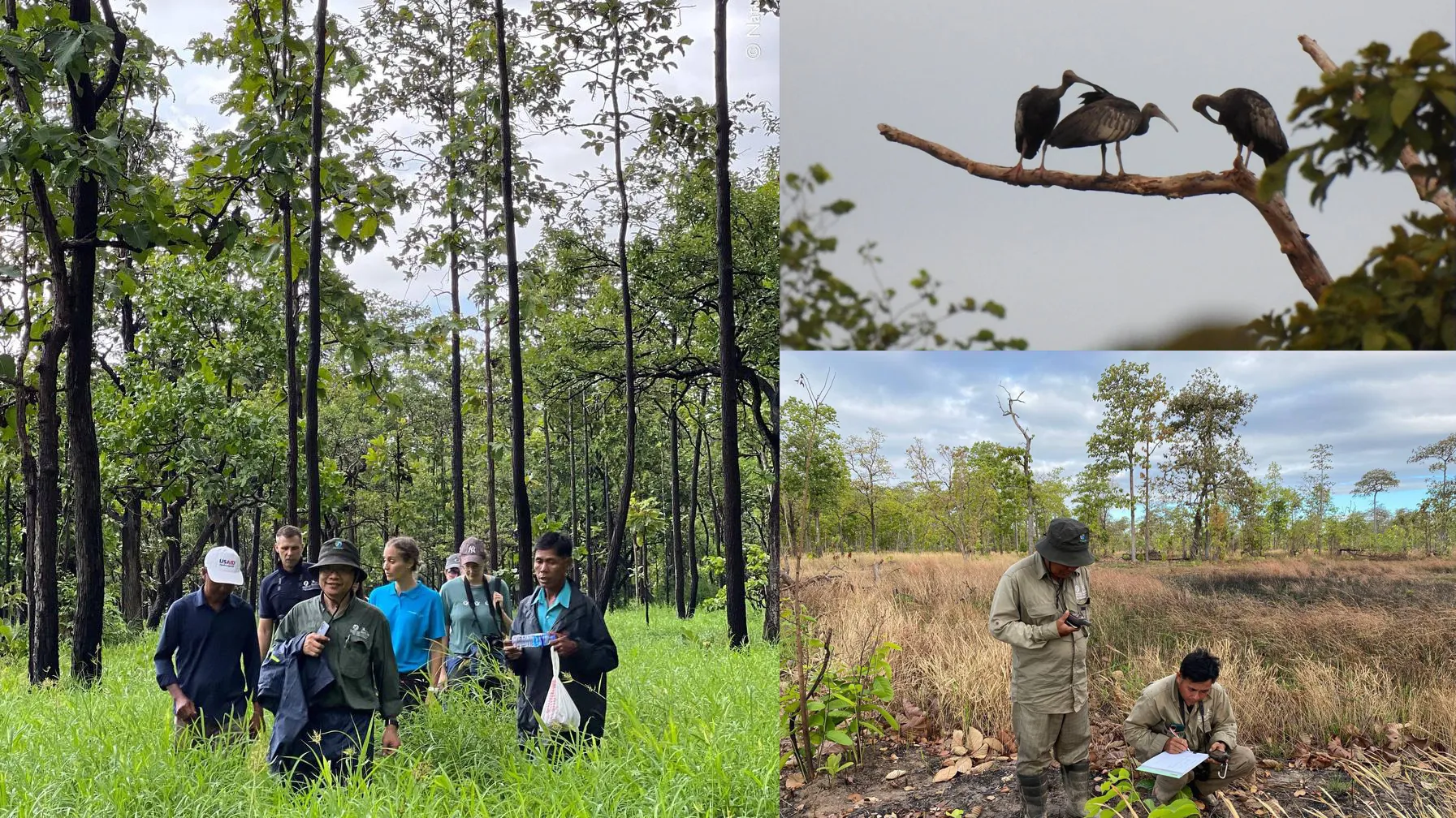 ដែនជម្រកសត្វព្រៃលំផាត់ មានសត្វត្រយ៉ងយក្ស រស់នៅយ៉ាងតិច ១១ភាគរយ នៃចំនួនសត្វត្រយ៉ងយក្សក្នុងពិភពលោក