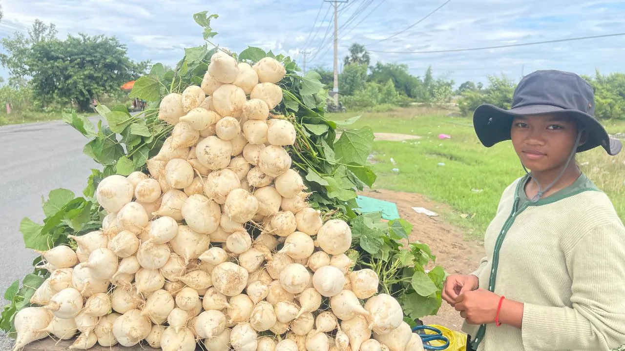 “ប៉ិកួៈ” បានក្លាយជាដំណាំរកចំណូលកាក់កបគួរសម សម្រាប់ពលរដ្ឋរស់នៅ ភ្នំប្រសិទ្ធ