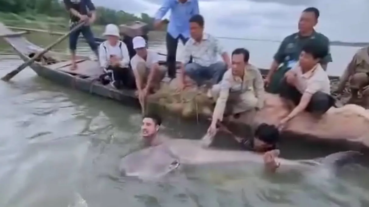 ត្រីរាជមួយក្បាលទម្ងន់ជិត ១០០គីឡូក្រាម ត្រូវបានលែងក្នុងទន្លេធម្មជាតិ