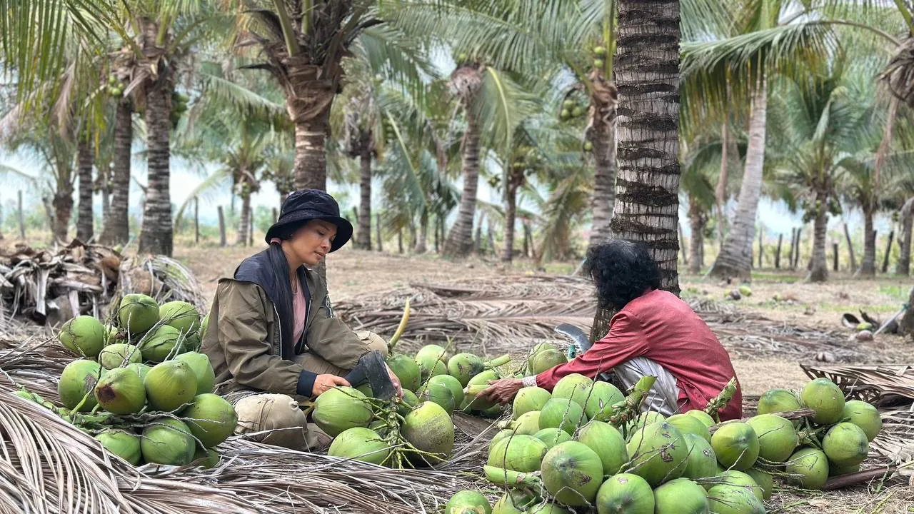 ដូងក្រអូបដើមឆ្នាំនេះមានទីផ្សារល្អ ខណៈកសិដ្ឋានខ្លះផ្គត់ផ្គង់មិនទាន់តម្រូវការ