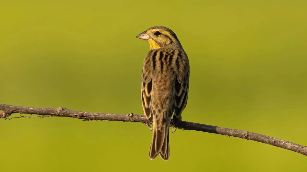 ជិតផុតពូជលើលោក តែមកសម្បូរនៅតាកែវ
