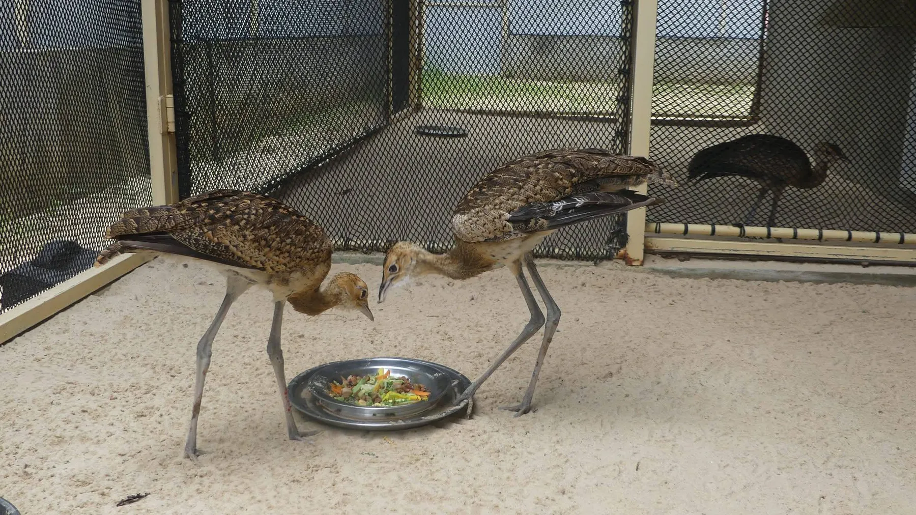 មជ្ឈមណ្ឌលអភិរក្សជីវៈចម្រុះ ACCB ប្រកាសជោគជ័យក្នុងការភ្ញាស់ពងខ្សឹបដ៏កម្រ