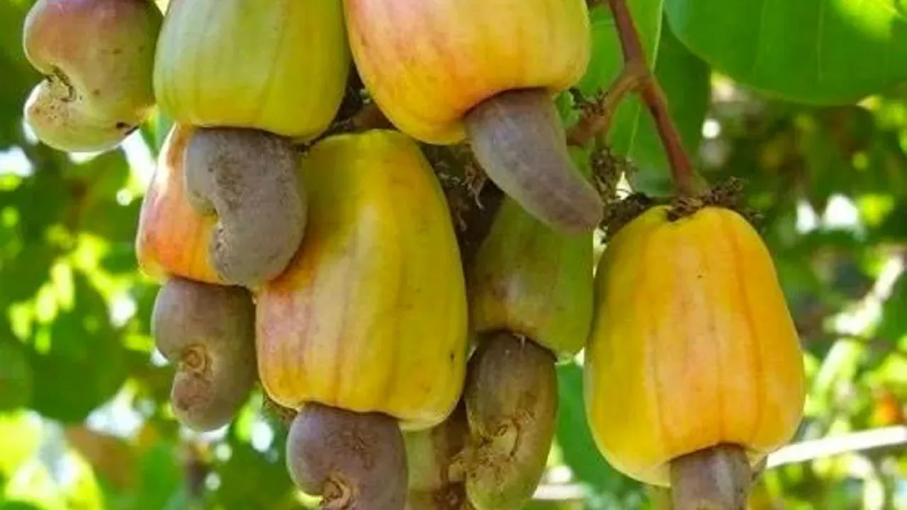 កម្ពុជា នឹងនាំចេញគ្រាប់ស្វាយចន្ទីសំបកតម្លៃប្រមាណ ៣៥លានដុល្លារក្នុងដំណាក់កាលដំបូង ឆ្នាំ២០២៦