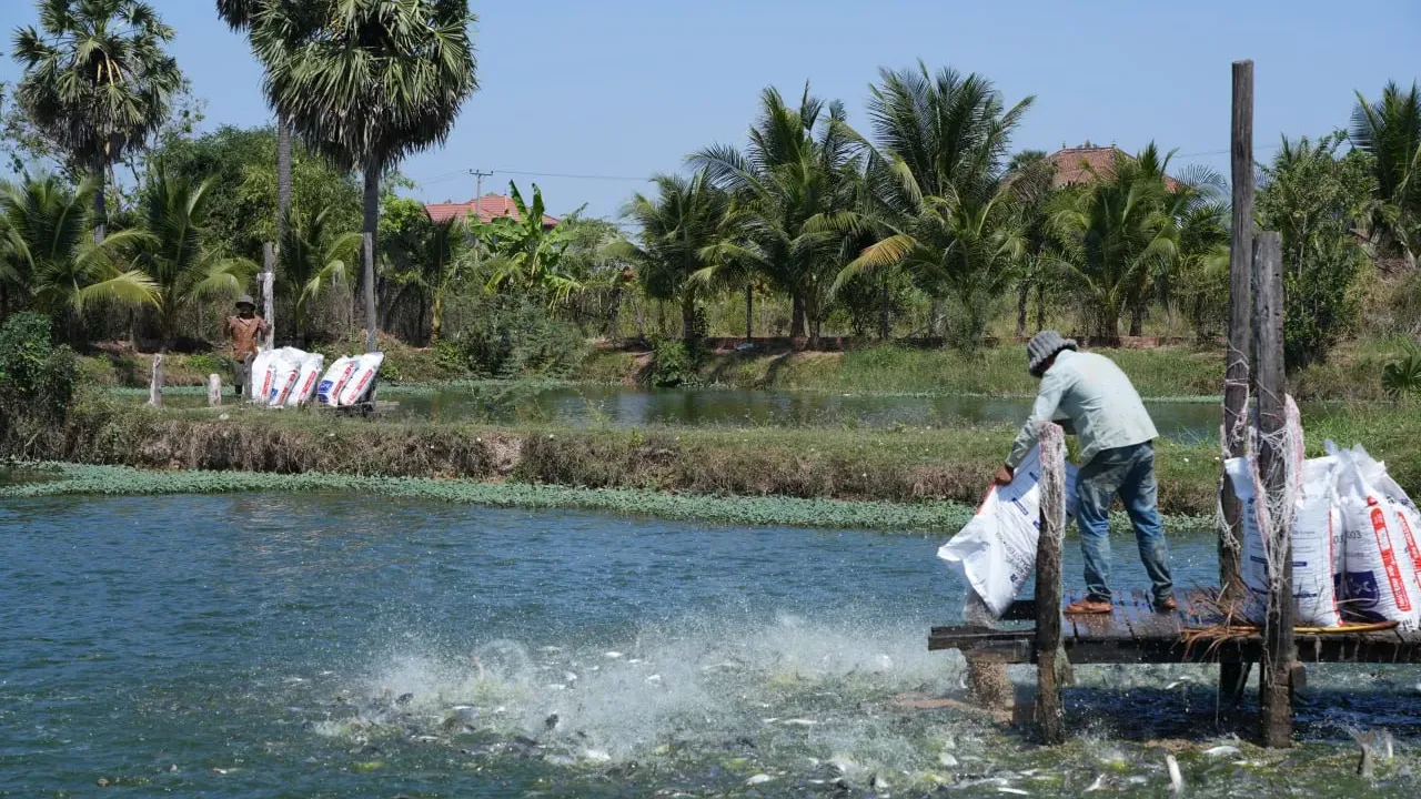 ការចិញ្ចឹមត្រីទទួលបានផលចំណេញច្រើន ប៉ុន្តែទាមទារឱ្យយកចិត្តទុកដាក់ខ្ពស់