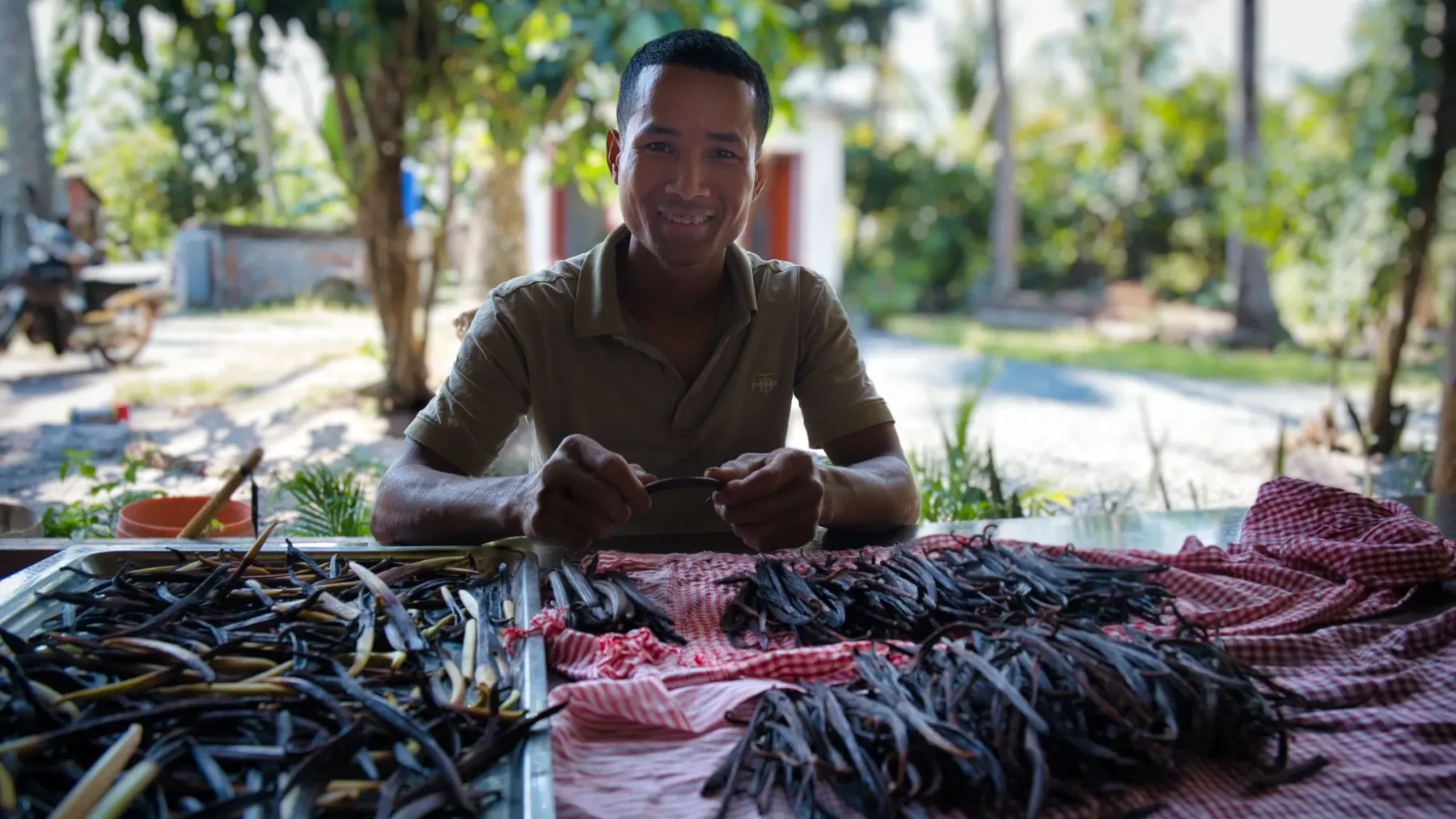 កសិករ​ពីរគ្រួសារ​​លើ​ខ្នង​ភ្នំគូលែន រំពឹងរក​ចំណូលបាន​​រាប់​ម៉ឺនដុល្លារពីដំណាំវ៉ានីឡា ​