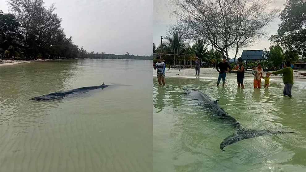 ពលរដ្ឋប្រទះឃើញត្រីបាឡែនមួយក្បាលបណ្ដែតខ្លួននៅតំបន់ឆ្នេរតាបារាំង (មានវីដេអូ)