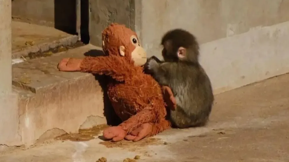 រឿងកូនស្វាកម្សត់នៅសួនសត្វប្រទេសជប៉ុនកំពុងអង្រួនចិត្តមនុស្សរាប់លាននាក់