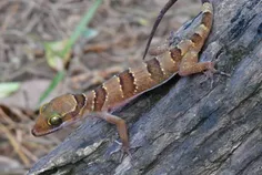 កម្ពុជារកឃ - Thumbnail