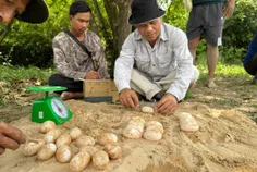 អ្នកអភិរក្ - Thumbnail