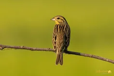 ជិតផុតពូជល - Thumbnail