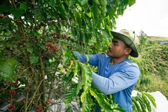 កាហ្វេមណ្ឌ - Thumbnail