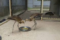 មជ្ឈមណ្ឌលអ - Thumbnail