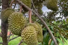 សហគមន៍កសិក - Thumbnail