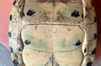 អណ្តើកបិទមុខជាអណ្តើកកម្រ និងចម្លែកលើសពីអណ្តើកដទៃ - AMS Article Thumbnail