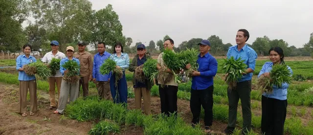 សួនបន្លែសុវត្ថិភាពសមាគមកាយឫទ្ធិនារីកម្ពុជា សម្រាប់​ចែកជូនពលរដ្ឋភៀសសឹក ស្រុកប្រាសាទបាគង ប្រមូលផលលើកទី៣ - AMS Article Thumbnail