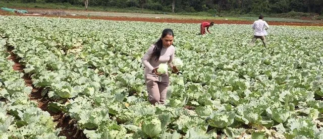 កសិករ​ម្នាក់នៅ​ខេត្តមណ្ឌលគិរី ដាំតែបន្លែសុវត្ថិភាព អាចរកចំណូល​បានជិត ​១ម៉ឺនដុល្លារ​ ក្នុង ១ឆ្នាំ ចិញ្ចឹម​គ្រួសារ​បានរស់​ស្រួល - AMS Article Thumbnail