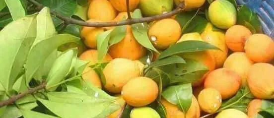 រដូវគុយដល់ហើយ! ប្រជាសហគមន៍ រីករាយនឹងការប្រមូលផល ខណៈតម្លៃវាថ្លៃគួរសមនៅដើមរដូវ - AMS Article Thumbnail