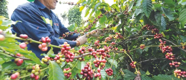 ក្រសួងកសិកម្ម ជំរុញឱ្យអ្នកដាំកាហ្វេនៅខេត្តមណ្ឌលគិរី រួមគ្នាកសាង​ម៉ាកសមូហភាព​«កាហ្វេមណ្ឌលគិរី» - AMS Article Thumbnail