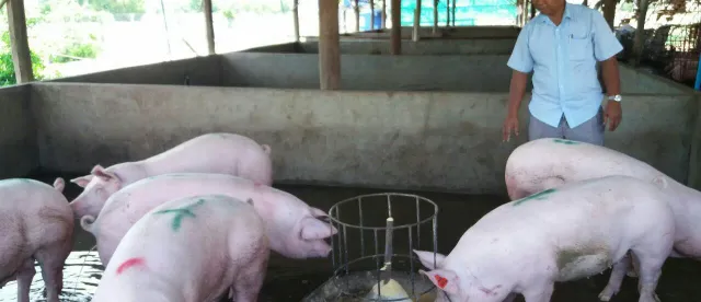 កម្ពុជាមានសមត្ថភាពគ្រប់គ្រាន់ក្នុងការផ្គត់ផ្គង់សាច់ជ្រូកសម្រាប់តម្រូវការប្រចាំថ្ងៃរបស់ប្រជាពលរដ្ឋ - AMS Article Thumbnail