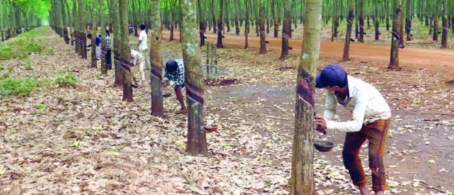 តម្រូវការ​ជ័រកៅស៊ូក្នុងស្រុកកើនឡើងខ្ពស់ ខណៈ​រោងចក្រ​ផលិត​សំបកកង់រថយន្តចំនួន៨បានដាក់ឱ្យដំណើរការជាបន្តបន្ទាប់ - AMS Article Thumbnail