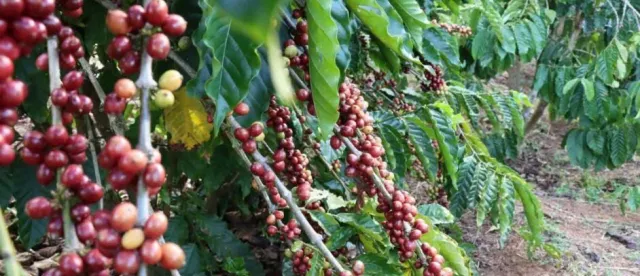 មណ្ឌលគិរី ធ្វើពិពិធកម្មលើដំណាំកាហ្វេ រហូតមានការទទួលស្គាល់គុណភាពពីស្ថាប័នពិភពលោក - AMS Article Thumbnail