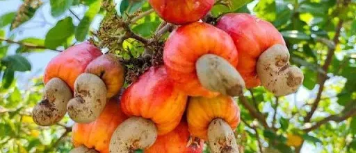 តម្លៃគ្រាប់ស្វាយចន្ទីឆៅហក់ឡើងខ្ពស់មិនធ្លាប់មាន ខណៈការប្រមូលផលធ្លាក់ចុះខ្លាំង - AMS Article Thumbnail