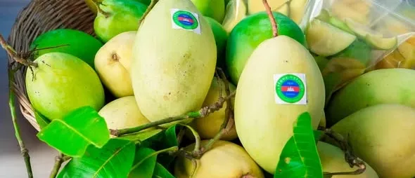 ស្វាយកែវរមៀតនៅឧត្តរមានជ័យ រំពឹងថា នឹងមានទីផ្សារ និងតម្លៃល្អ ក្រោយចុះបញ្ជី GI - AMS Article Thumbnail