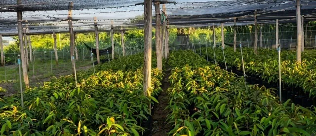 បណ្តុះកូនទុរេនលក់ជារបរលាក់មុខ តែមានតម្រូវការខ្ពស់នៅលើទីផ្សារ - AMS Article Thumbnail
