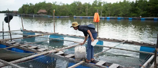 ចិញ្ចឹមត្រីឆ្ពង់ ជួយឱ្យប្រជានេសាទរស់នៅជាប់ដៃសមុទ្រមានជីវភាពកាន់តែប្រសើរ - AMS Article Thumbnail