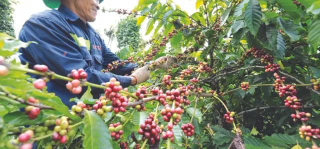 Thumbnail for ក្រសួងកសិកម្ម ជំរុញឱ្យអ្នកដាំកាហ្វេនៅខេត្តមណ្ឌលគិរី រួមគ្នាកសាង​ម៉ាកសមូហភាព​«កាហ្វេមណ្ឌលគិរី»