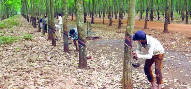 Thumbnail for តម្រូវការ​ជ័រកៅស៊ូក្នុងស្រុកកើនឡើងខ្ពស់ ខណៈ​រោងចក្រ​ផលិត​សំបកកង់រថយន្តចំនួន៨បានដាក់ឱ្យដំណើរការជាបន្តបន្ទាប់