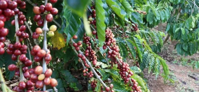 Thumbnail for មណ្ឌលគិរី ធ្វើពិពិធកម្មលើដំណាំកាហ្វេ រហូតមានការទទួលស្គាល់គុណភាពពីស្ថាប័នពិភពលោក