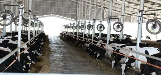 Thumbnail for ទឹកដោះគោស្រស់ពីម៉ាឡេស៊ី កំពុងទាញយកចំណែកទីផ្សារនៅកម្ពុជា