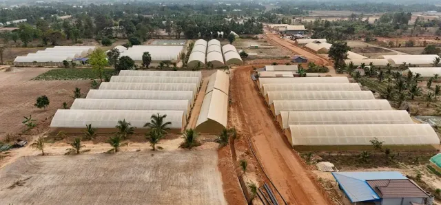 Thumbnail for សហគមន៍កសិកម្មទំនើបកើនឡើងដល់ ៣១ ជាមួយកិច្ចសន្យាផលិតកម្មមានតម្លៃជាង៤០លានដុល្លារ