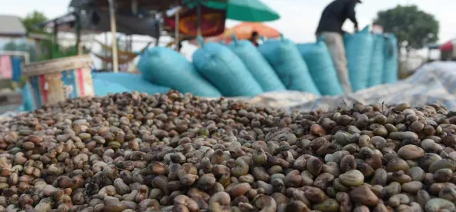 Thumbnail for រយៈពេល៣ខែ កម្ពុជានាំចេញគ្រាប់ស្វាយចន្ទីមានតម្លៃជាង ៣៥៨ លានដុល្លារ