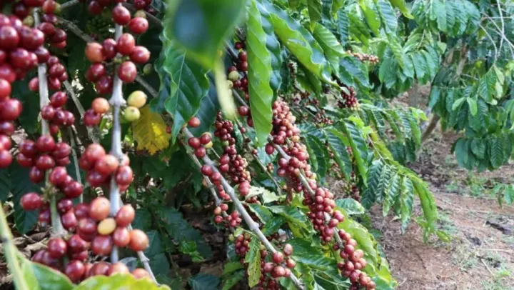 មណ្ឌលគិរី ធ្វើពិពិធកម្មលើដំណាំ...