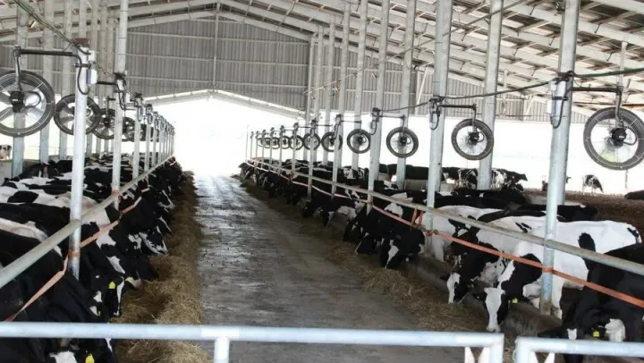 ទឹកដោះគោស្រស់ពីម៉ាឡេស៊ី កំពុងទ...