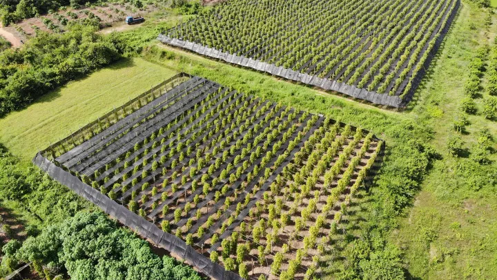 តម្លៃម្រេច​កំពត​ឡើងថ្លៃ​ ខណៈទិ...