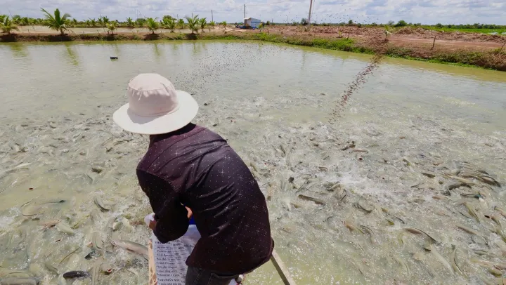 អាជីវកម្មចិញ្ចឹមត្រីរ៉ស់ដ៏ធំមួ...